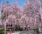 徳山・愛宕地蔵の枝垂れ桜