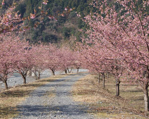 川根本町・大井川沿い　河津桜