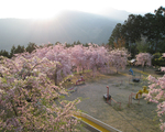 智者の丘公園の桜