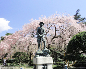 桜