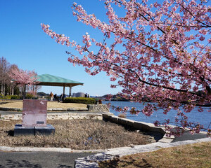 河津桜