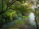 柿田川の風景写真