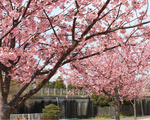 芝生広場A