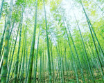 竹林