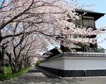 田中城下屋敷と桜