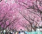 約300本の花桃が咲きます