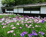 加茂荘の土塀脇の長井古種の植え込み