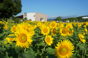 ひまわり（7月下旬〜8月初旬頃）