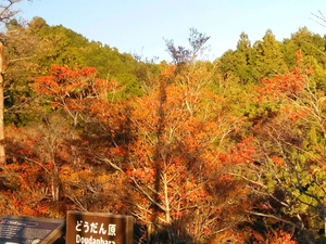 どうだん原 11月にはどうだんつつじが紅葉（例年10月下旬～11月下旬頃）