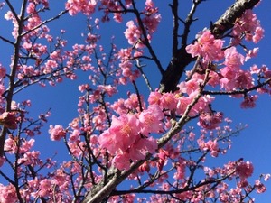 沼津の桜情報一番乗り！ 冬の風物詩と春の予感を一度に味わえる場所