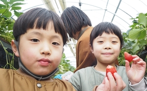 子連れで行きたい浜松のいちご狩りは、赤ちゃんにも優しい「すずき農園」へ！