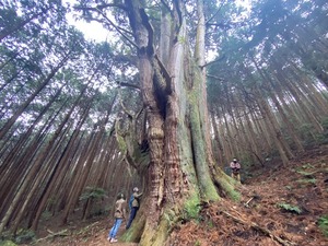 【ぬまづの宝100選】この土地の神様にやっと会えた日。河内の大杉。（沼津市西浦河内）