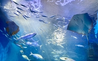 【子連れで行ってみた！】小さな水族館ウォットの今と、ちょっとシュールな魅力【この春のイベント情報あり！】