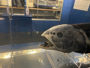 駿河湾で新種登録された「ヨコヅナイワシ」を見てきた。（沼津市戸田）