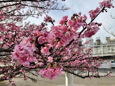 【2023年最速】去年より一週間早く、今年も満開の桜が！（香貫公園(沼津市市場町)）