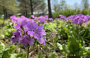 春を呼ぶ花「サクラソウ」。浮島沼産の桜草を愛でる会は4月16日に開催。この日この時間しか見ることができないレアな鑑賞会！