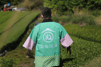 新茶の季節がやってクルー！浮島地区の茶畑で新茶の茶摘み体験！
