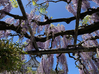 原の徳源寺の藤の花がいい感じ。例年ゴールデンウィークに開催される子安地蔵尊大祭にも期待大！（沼津市原）