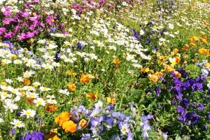 ガーデンニングが好きなな人に朗報！市制100周年記念の花いっぱいコンクール！記念品もあるみたい。