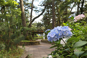 梅雨も楽しむ！紫陽花も楽しめる沼津御用邸記念公園の初夏の催し。満開が待ち遠しい！