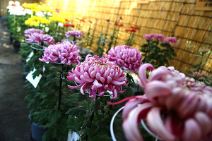 沼津御用邸記念公園菊まつりなう。100周年記念花壇のみごろは来週あたりだって。
