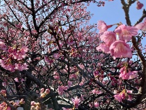 【桜開花情報2024】年明け早々７分咲き　今年も市内最速の座は揺るがず（香貫公園(沼津市市場町)）