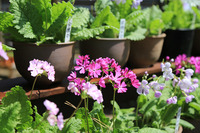 帯笑園でサクラソウの育て方教室！４月には花を咲かせるかも？苗代も受講料もコミコミ1,000円！（沼津市原）