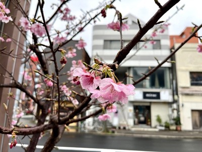 上本通交差点の桜、咲き始めてる。