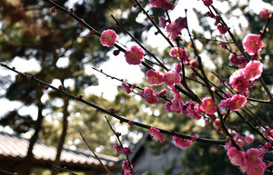 沼津御用邸記念公園の梅園は2月10日から3月10日がシーズン。ただし開花状況によって前後するみたい（沼津市下香貫島郷）