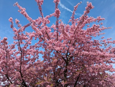 【桜開花情報2024】沼津のあちらこちらで、桜が咲いてます。