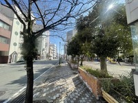 【桜開花情報2024】沼津駅北口の高島公園の桜は、まだっぽい。おととしは4月2日頃ごろがきれいだったね。(沼津市高島町)