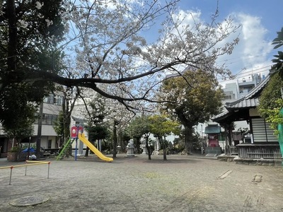 【桜開花情報2024】沼津駅北口。高島公園の桜、けっこう咲いてる。北口も僕にとってはおマチ。(沼津市高島町)