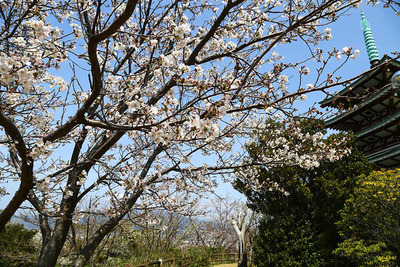 【桜開花情報2024】香貫山香陵台は一気に見ごろ！本格的にさくらシーズン突入っぽい。