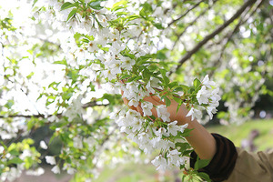 【桜開花情報2024】興国寺城跡の桜（沼津市根古屋）