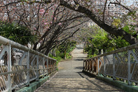 【桜開花情報2024】まだイケる。蛇松緑道の桜（沼津市市道町～白銀町）
