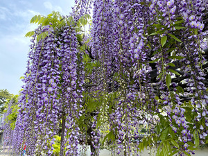 いい香りが漂う徳源寺の藤の花がながーい。そろそろ満開の予感。クマバチもぶんぶん。（沼津市原）