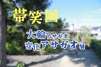 原にある帯笑園で変化アサガオ・大輪アサガオの展示やるって。開催時間はもちろん朝。（沼津市原）