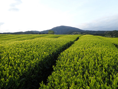 ぬまっちゃ粉末緑茶が新発売！温かいお茶はもちろん、お菓子・料理にも良し！
