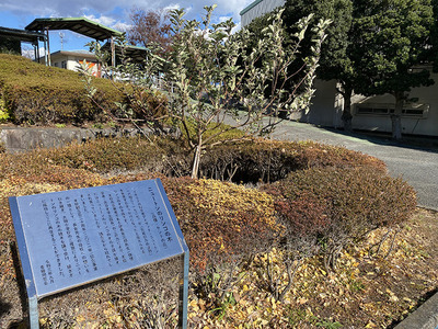 ひがしこーにもあった。ニュートンのりんごの木。（沼津市岡宮）