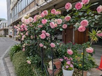 町方町の一角が秘密の花園になっています。