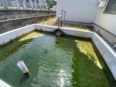 【ひゃっこい!湧水(110)】庄司製作所近く、金魚が泳ぐ湧水(沼津市青野)