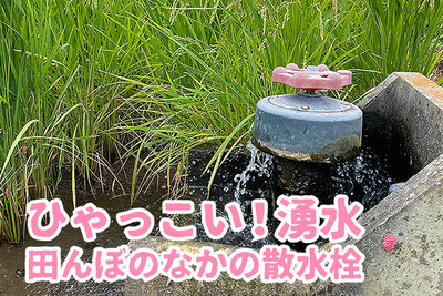 【ひゃっこい！湧水】田んぼを潤す散水栓（沼津市石川）