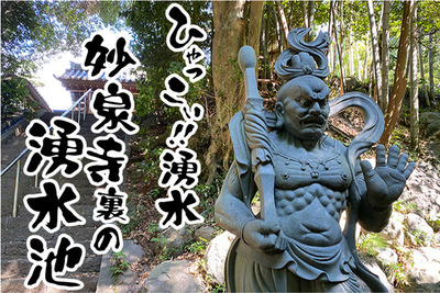 【ひゃっこい！湧水】　妙泉寺裏の池（沼津市青野）