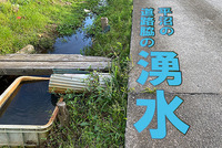 【ひゃっこい！湧水】平沼の湧水の南の湧水（沼津市平沼）