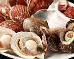 漁師直送！津軽海峡の新鮮魚介