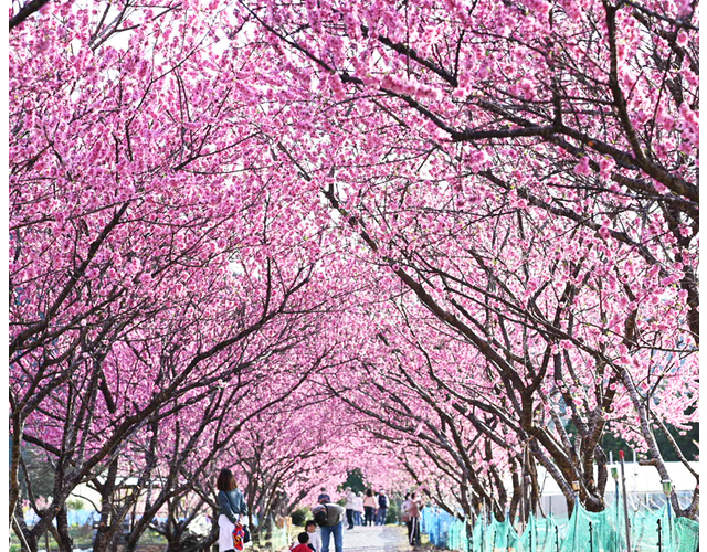 春には約350本の花桃も咲きます