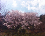 店から桜も見れます