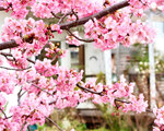 庭の河津桜