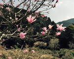 店内からは季節の花々も楽しめます