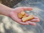 【用宗店限定】わんちゃんクッキー